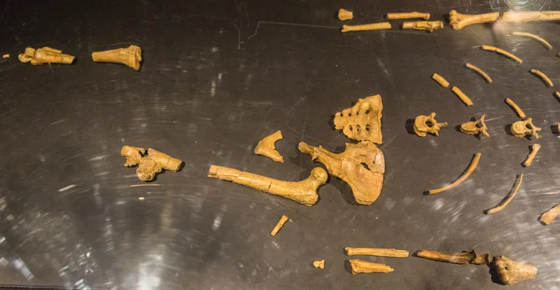 Lucy's fossil bones on display at the National Museum of Ethiopia, Addis Ababa